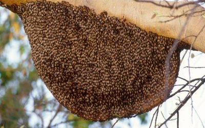 How Did the Bee Swarm Disappear?