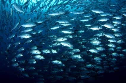 fish